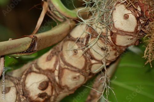 Palm Trunk 