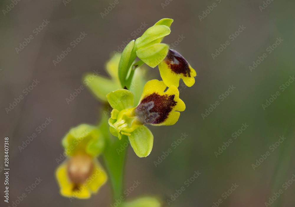 Small-flowered Yellow Bee-orchids,, Ophrys lutea subsp. galilaea, Andalusia, Spain. Small-flowered Yellow Bee-orchids,, Ophrys lutea subsp. galilaea, Andalusia, Spain.