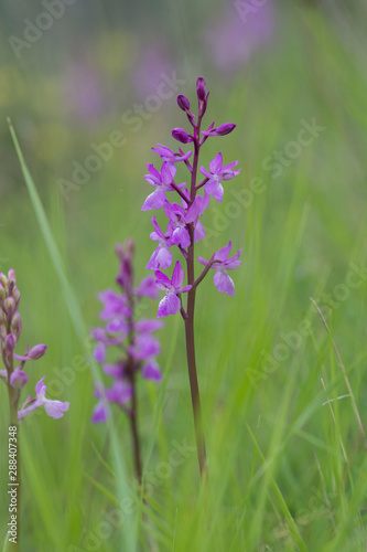 Lange s Orchid  Orchis langei  Orchis mascula subsp. laxifloriformis in flower  Ojen  Andalucia  Spain
