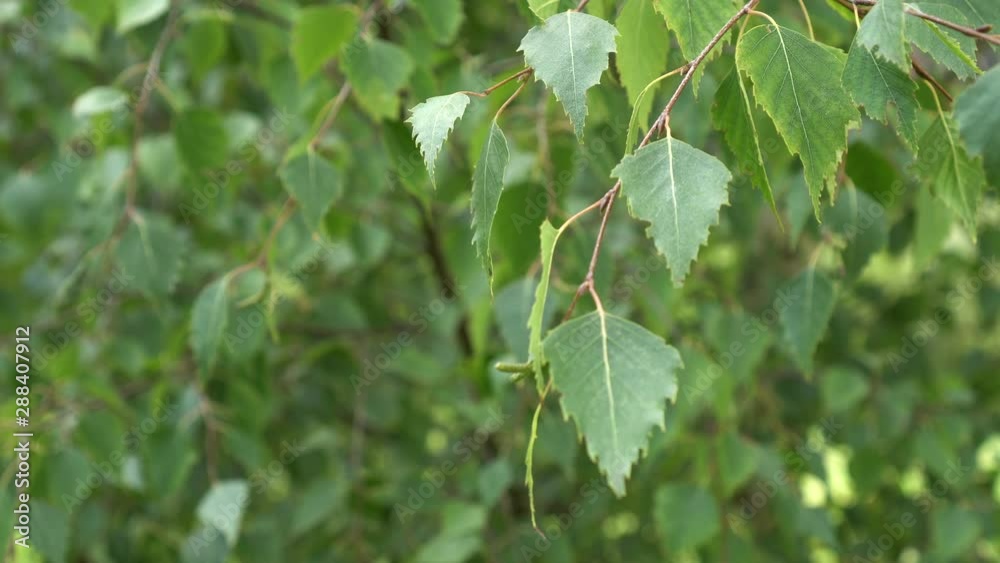 A branch of the tree sways in the wind. Picturesque natural background A branch of the tree sways in the wind. Picturesque natural background