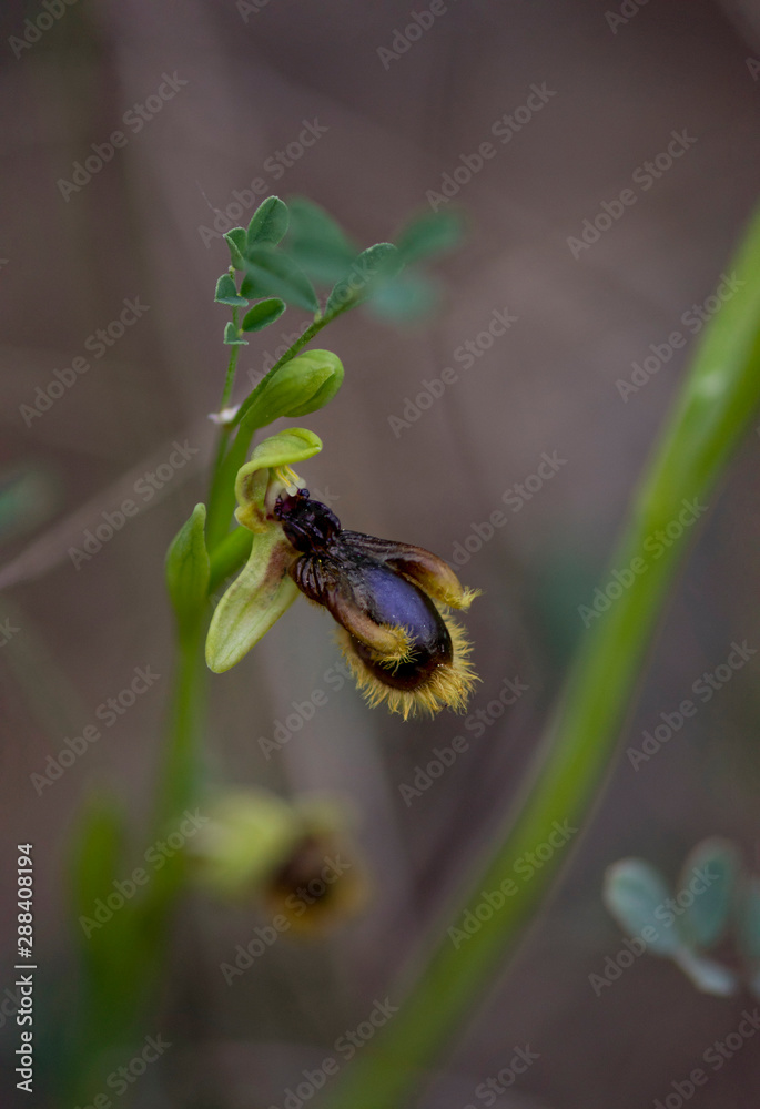 Fototapeta premium Wild orchid, Ophrys vernixia,