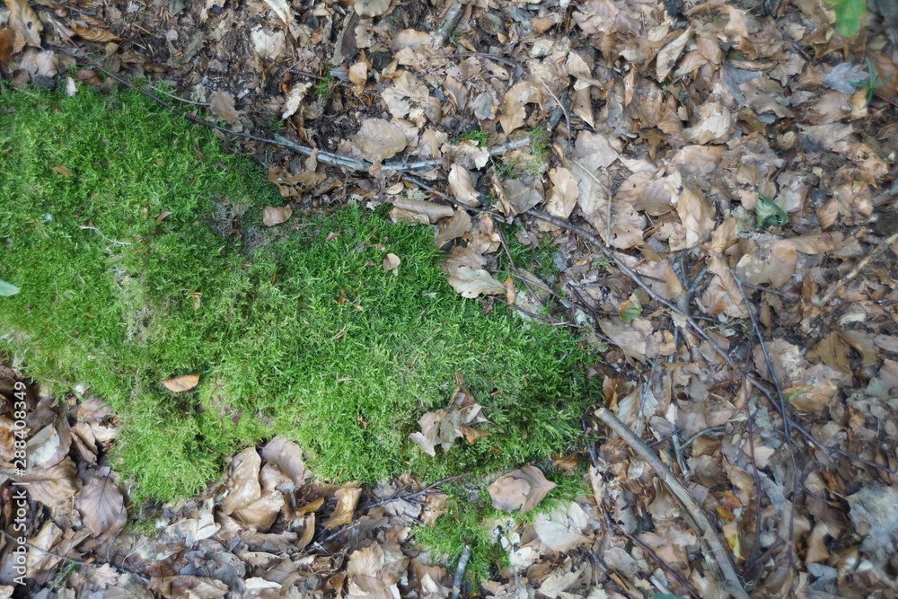 moss and leaves in the forest moss and leaves in the forest
