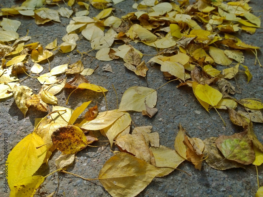 Yellow and dry fallen leaves on the ground. Autumn leaf fall. Thoughts of old age, wilting, loneliness, sadness and despondency. The concept of past youth and nostalgia. Yellow and dry fallen leaves on the ground. Autumn leaf fall. Thoughts of old age, wilting, loneliness, sadness and despondency. The concept of past youth and nostalgia.