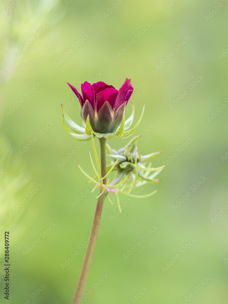 Cosmos Flower Bud Ready to Bloom