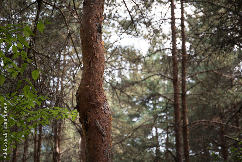 Obraz premium Bark of Pine Tree close up. Beautiful pine forest at summer time.