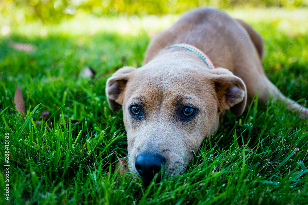 Close up portrait of sad looking young brown dog with head in grass.