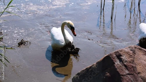 Swan on the edge of the lake.