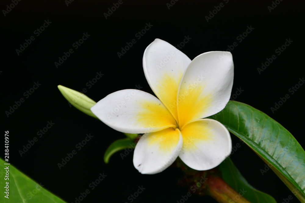 FLOR FLOR