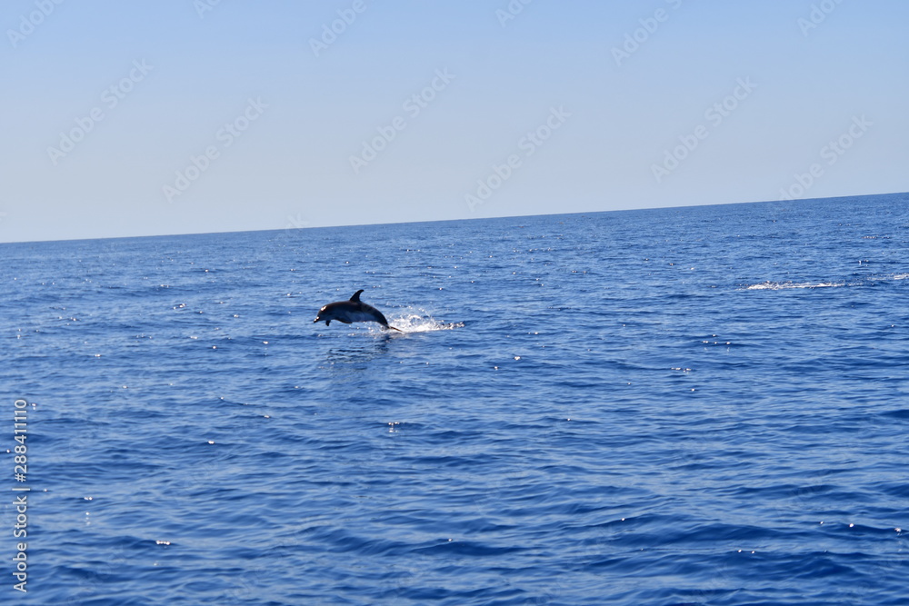 Fototapeta premium DELFÍN