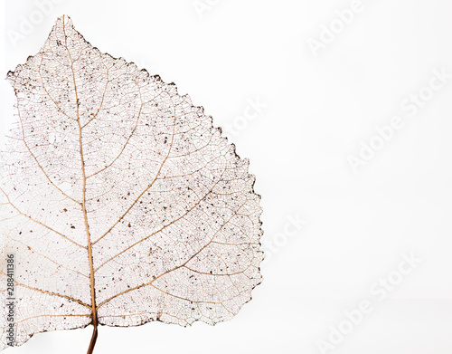 Transparent skeleton leaf with beautiful texture on a white background close-up macro
