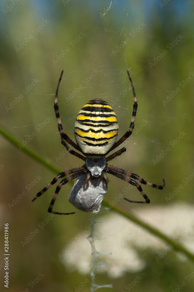 Argiope bruennichi (wasp spider) Darázspók