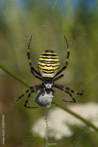 Argiope bruennichi (wasp spider) Darázspók