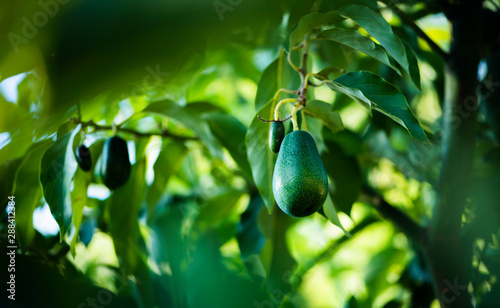 avocados growing on tree in orchard, mexicola avocado on tree, green fruit, green leaves, young tree bearing fruit, ripening avocado on tree, mexicola avocado turning black