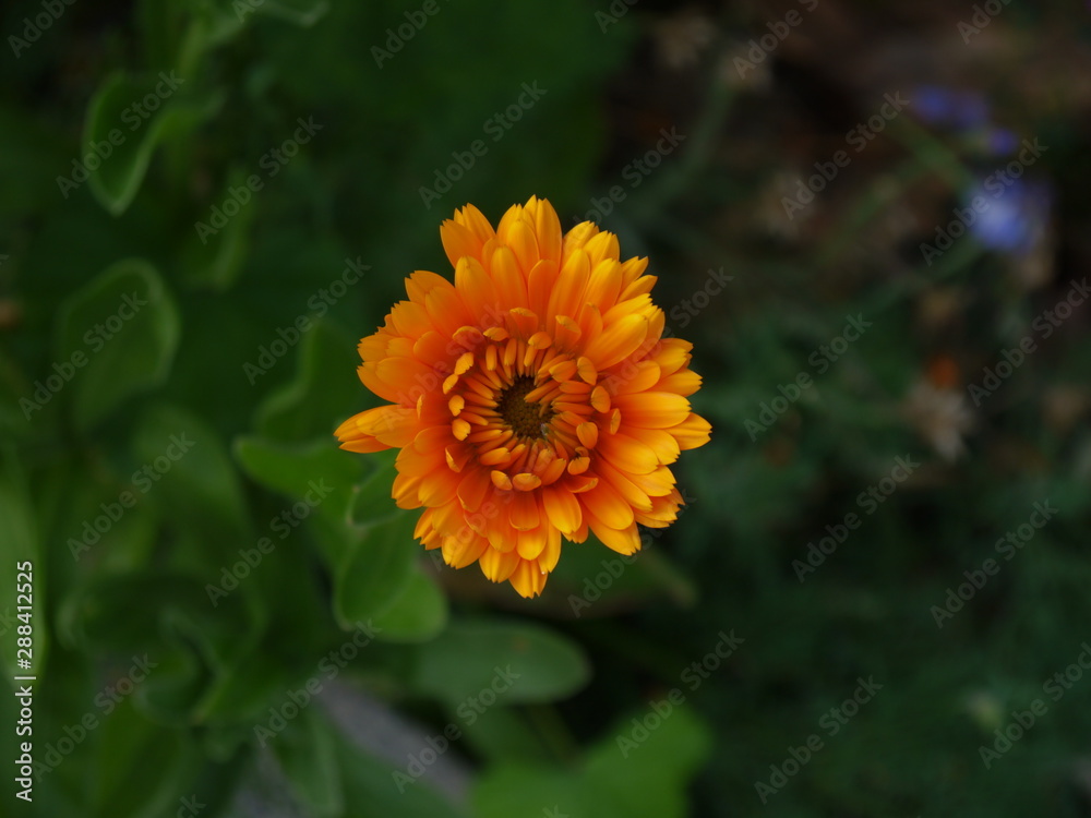 Junge Blüte Junge Blüte