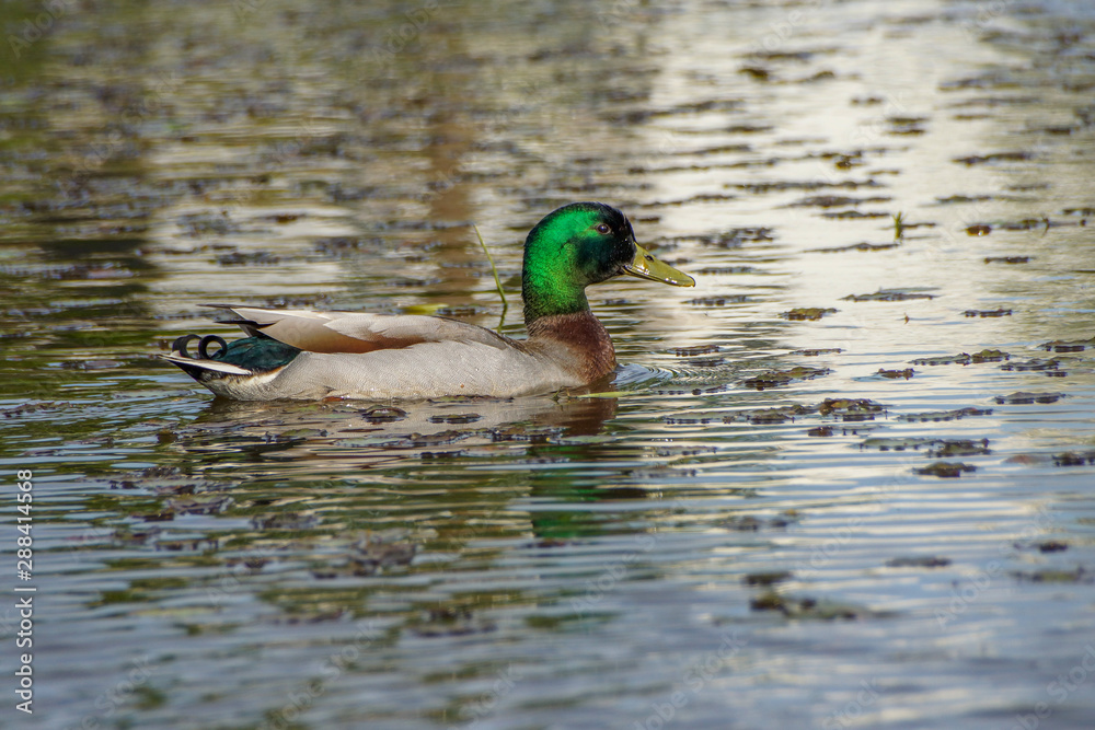 Obraz premium a duck in the water