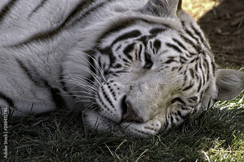 White Bengal Tiger. Laying on ground.