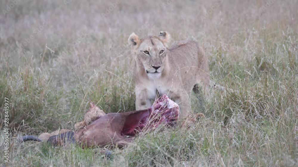 180p slow motion clip of a lioness snarling while feeding on a topi carcass at masai mara game reserve in kenya 180p slow motion clip of a lioness snarling while feeding on a topi carcass at masai mara game reserve in kenya