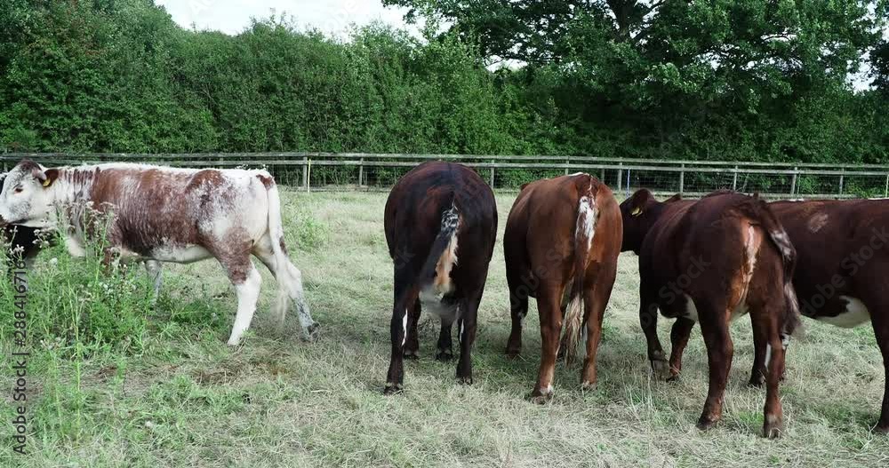 farm england animal field nature agriculture farm england animal field nature agriculture