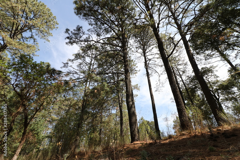 Fototapeta premium Hacienda de la Luz Nanacamilpa Tlaxcala.