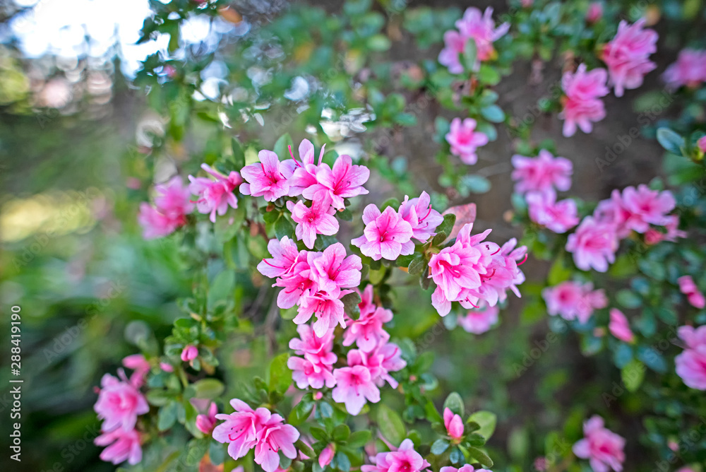 Small pink azalea with wide angle lens