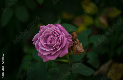 Close up of beautiful pink rose on soft green background in garden. Rose with copy space.  Nature