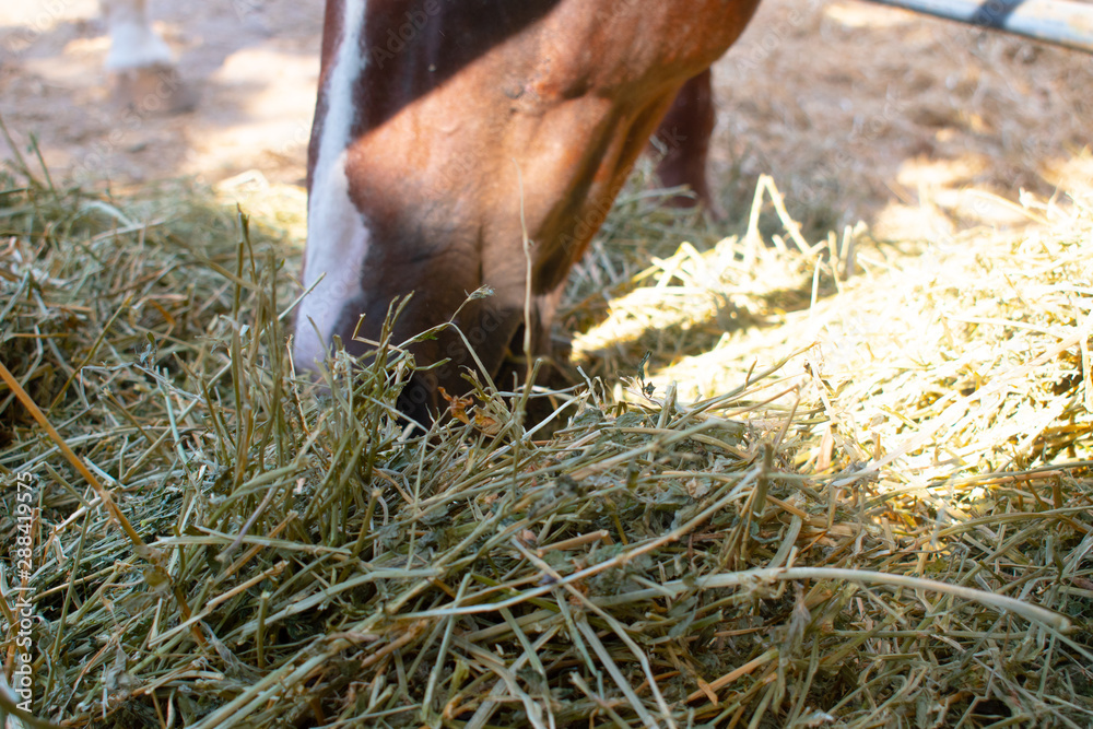 Obraz premium Bit of Hay