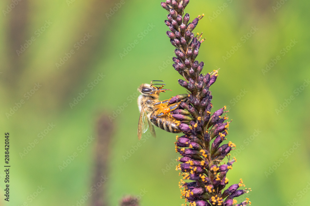 Close-up photo of bee collecting nectar on the indigobush purple inflorescence. Honeybee with full pollen baskets on hind legs sitting on violet flowers of desert false indigo (Amorpha fruticosa).