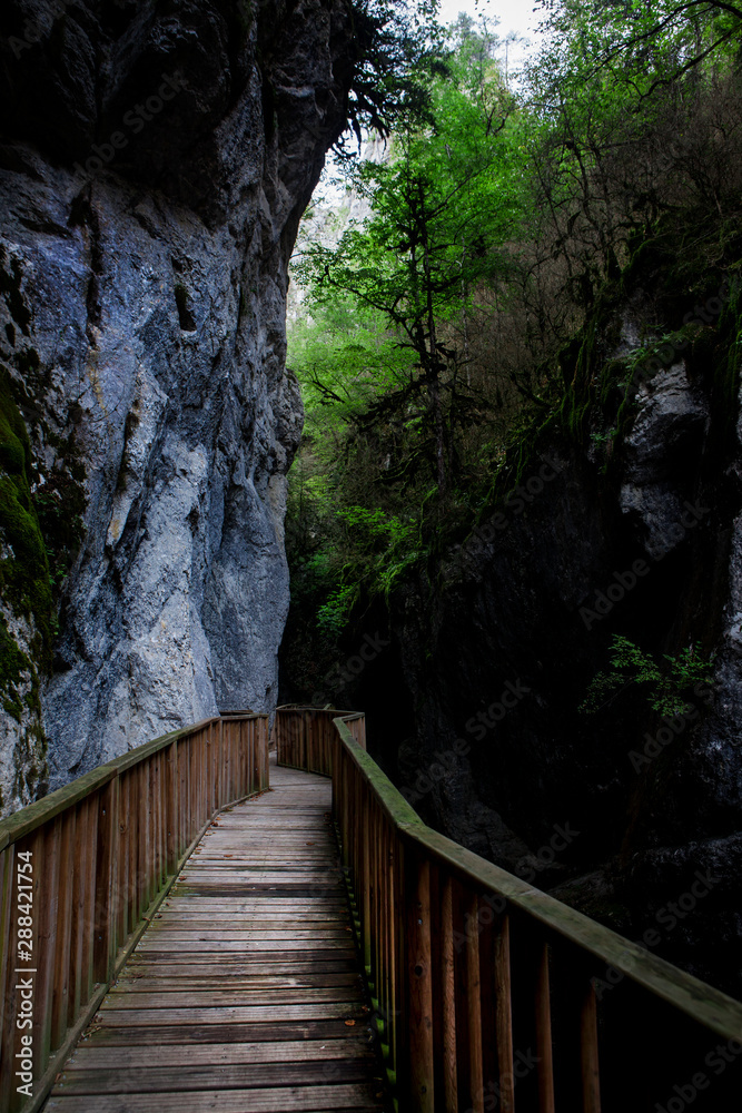 Fototapeta premium Canyon Forest River Walkways