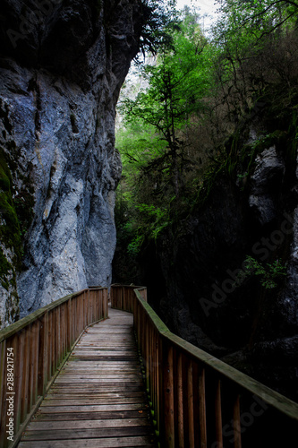 Canyon Forest River Walkways