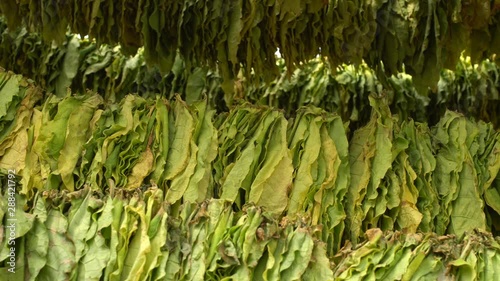 Green Tobbaco lives drying in the sun