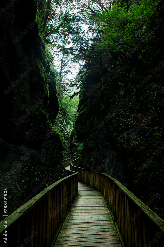 Obraz premium Canyon Forest River Walkways