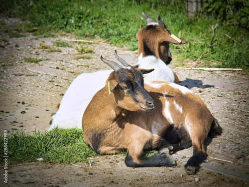 Two young goats resting on the ground.