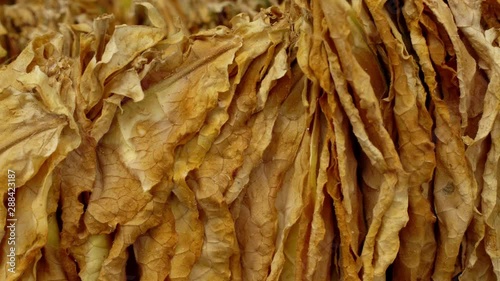 Dried tobacco leaves ready for further processing