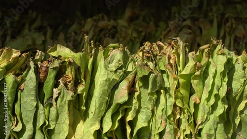 Green Tobbaco lives drying in the sun