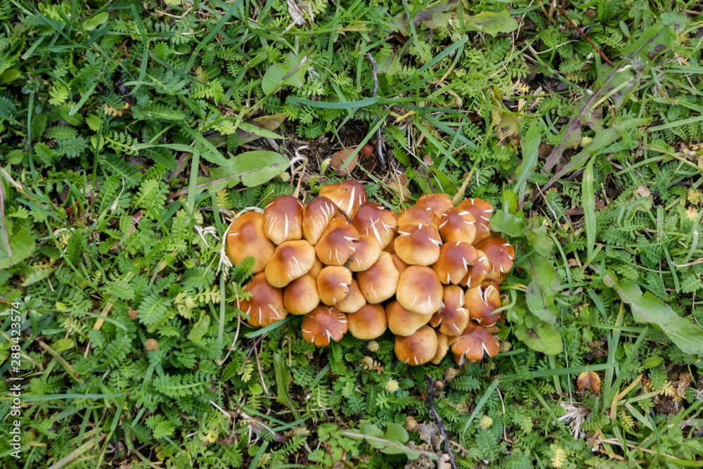 a group of brown mushrooms growing on moss covered ground with a group of brown mushrooms growing on moss covered ground with