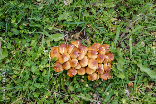 a group of brown mushrooms growing on moss covered ground with