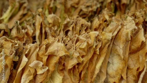 Dried tobacco leaves ready for further processing