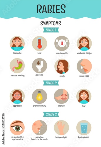 Vector medical poster rabies. Symptoms of the disease. 
