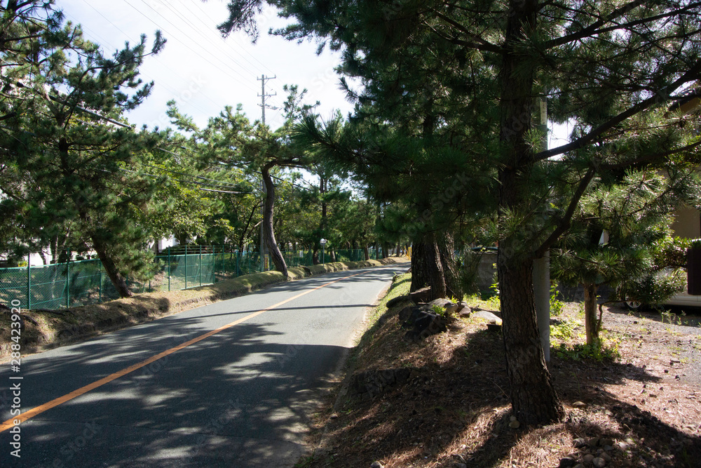 Pine tree avenue of Tokaido road in Fukuroi city, Shizuoka prefecture, Japan. Pine tree avenue of Tokaido road in Fukuroi city, Shizuoka prefecture, Japan.