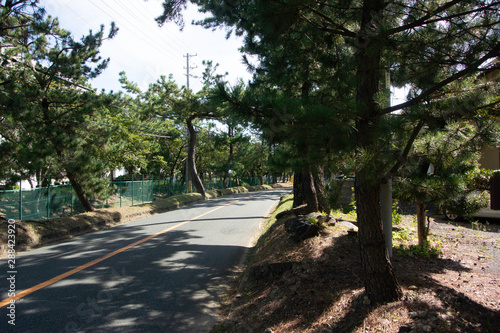 Pine tree avenue of Tokaido road in Fukuroi city  Shizuoka prefecture  Japan.