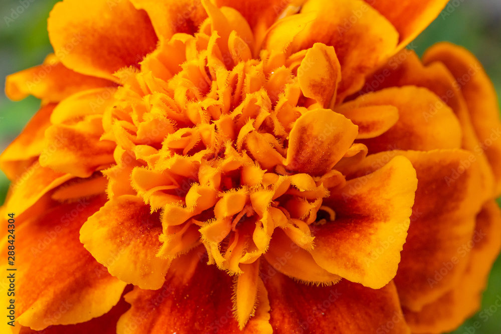 Close view of an orange carnation Close view of an orange carnation