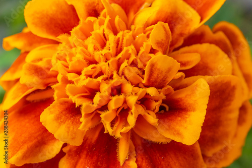 Close view of an orange carnation © GaiBru Photo