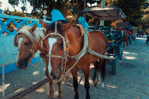 Картината върху платно Horses of a Hansom Cab