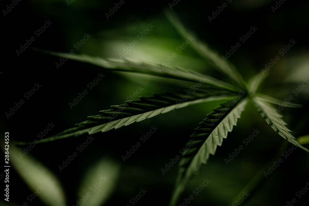 Cannabis marijuana leaf closeup dark background. Cannabis marijuana leaf closeup dark background.