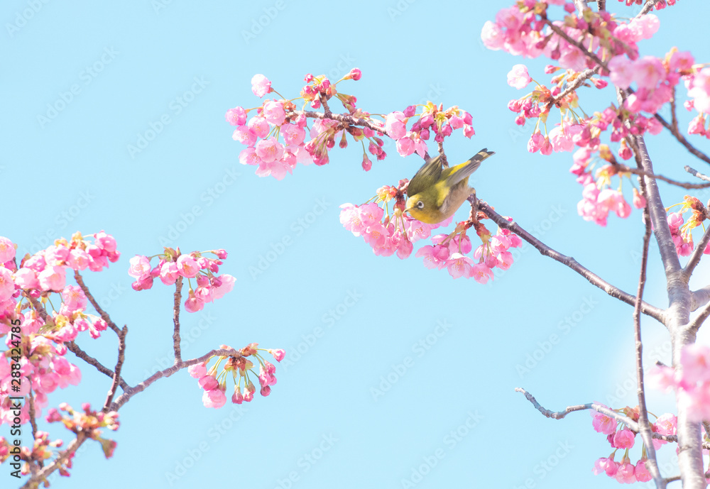 桜メジロ飛ぶ