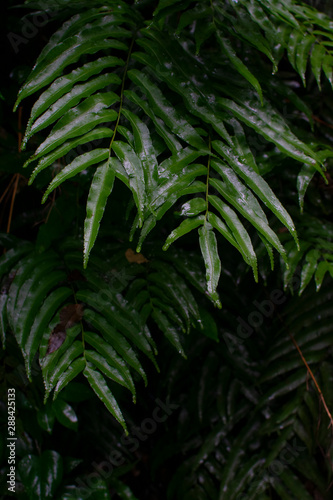 ferns in forest