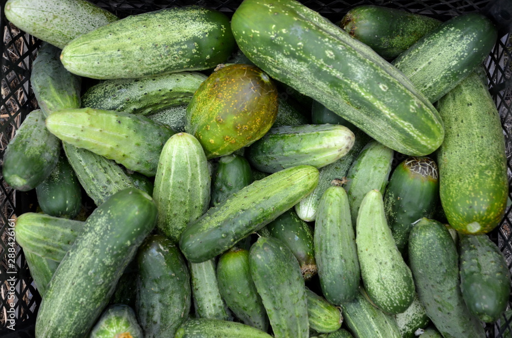 Freshly harvested cucumbers lie in a plastic box. Freshly harvested cucumbers lie in a plastic box.