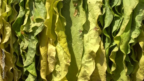 Green Tobbaco lives drying in the sun