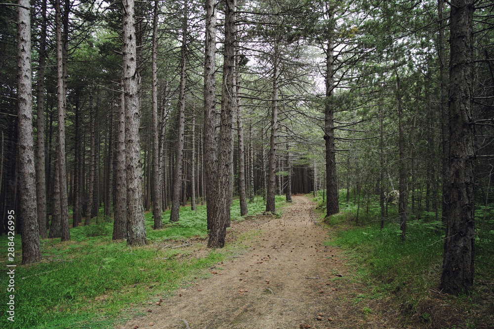 Fototapeta premium Path In A Pinewood