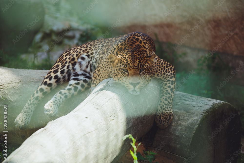 Beautiful leopard lies in nature close-up